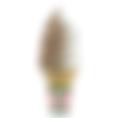 cone