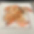 Shrimp
