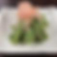 Shishito Pepper