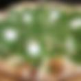  Pizza 16" Biancaneve - WHITE 