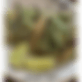 nopal
